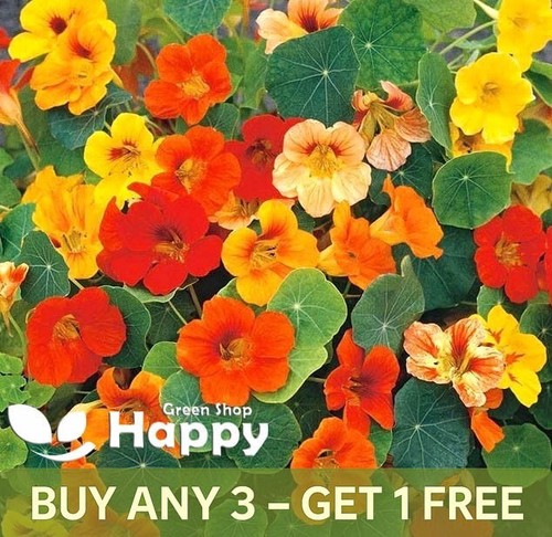Nasturtium dwarf honolulu - honolulu, top