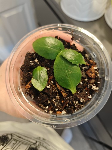 Flaming katy rooted cuttings - flaming,