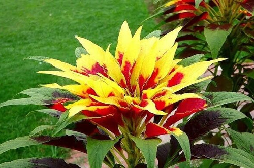 Amaranthus tricolor flaming - amaranthus,