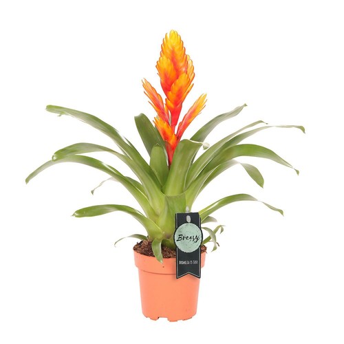 Vriesea flaming sword - flaming,