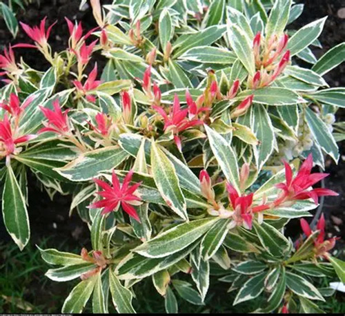 Pieris flaming silver plant - pieris,